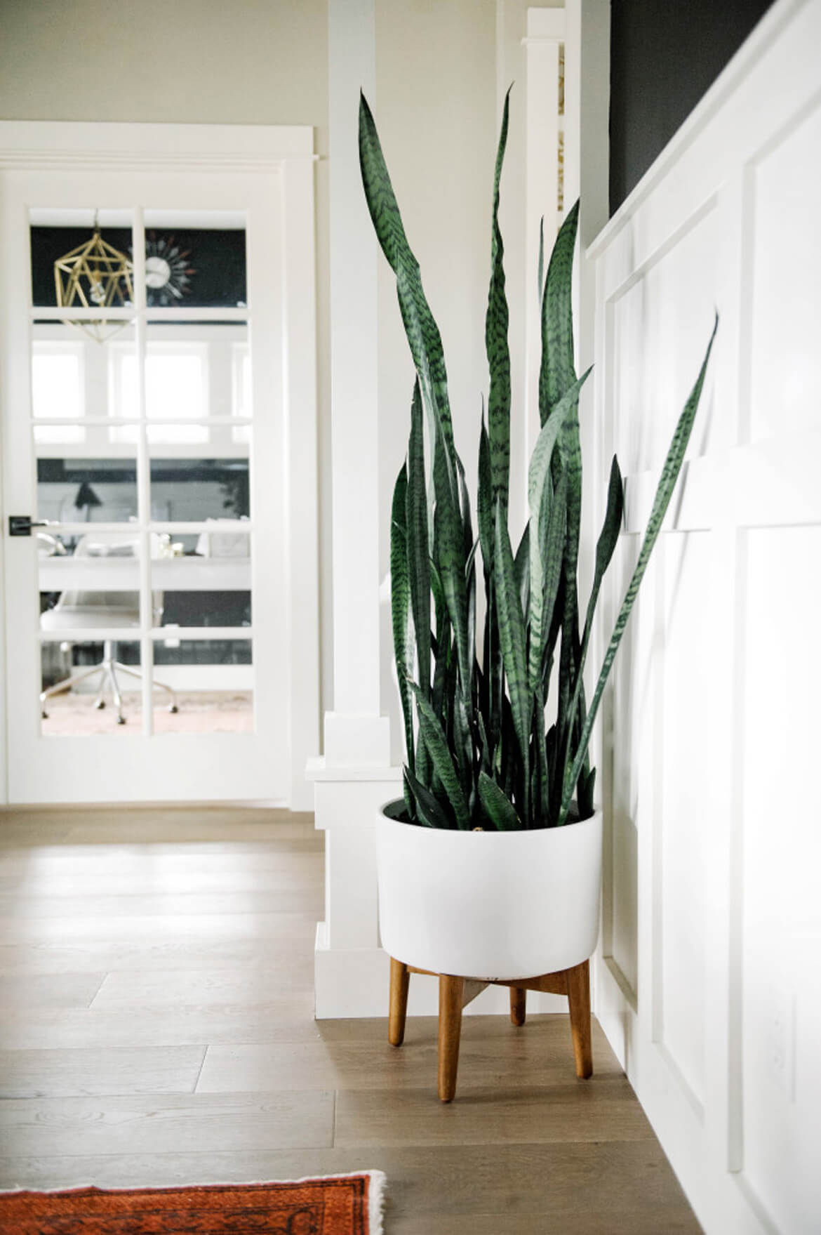 Faux Snake Plant by World Market