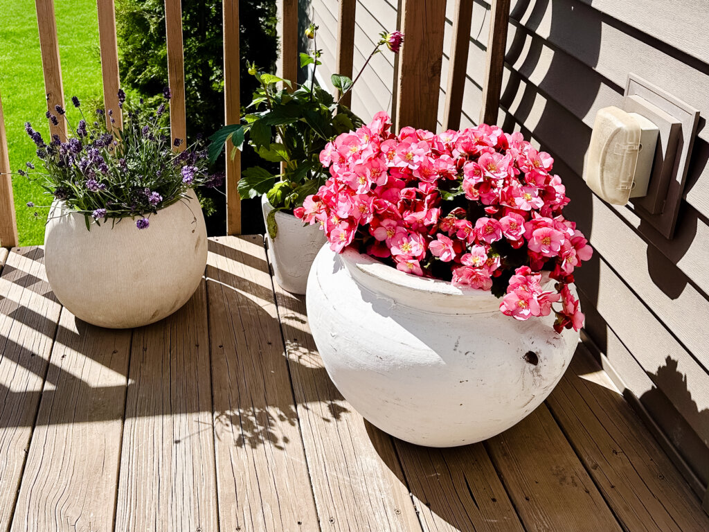 Begonias and Lavendar
