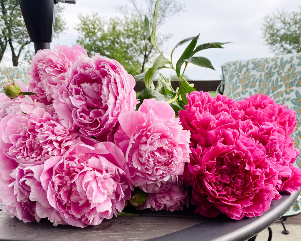 Peonies