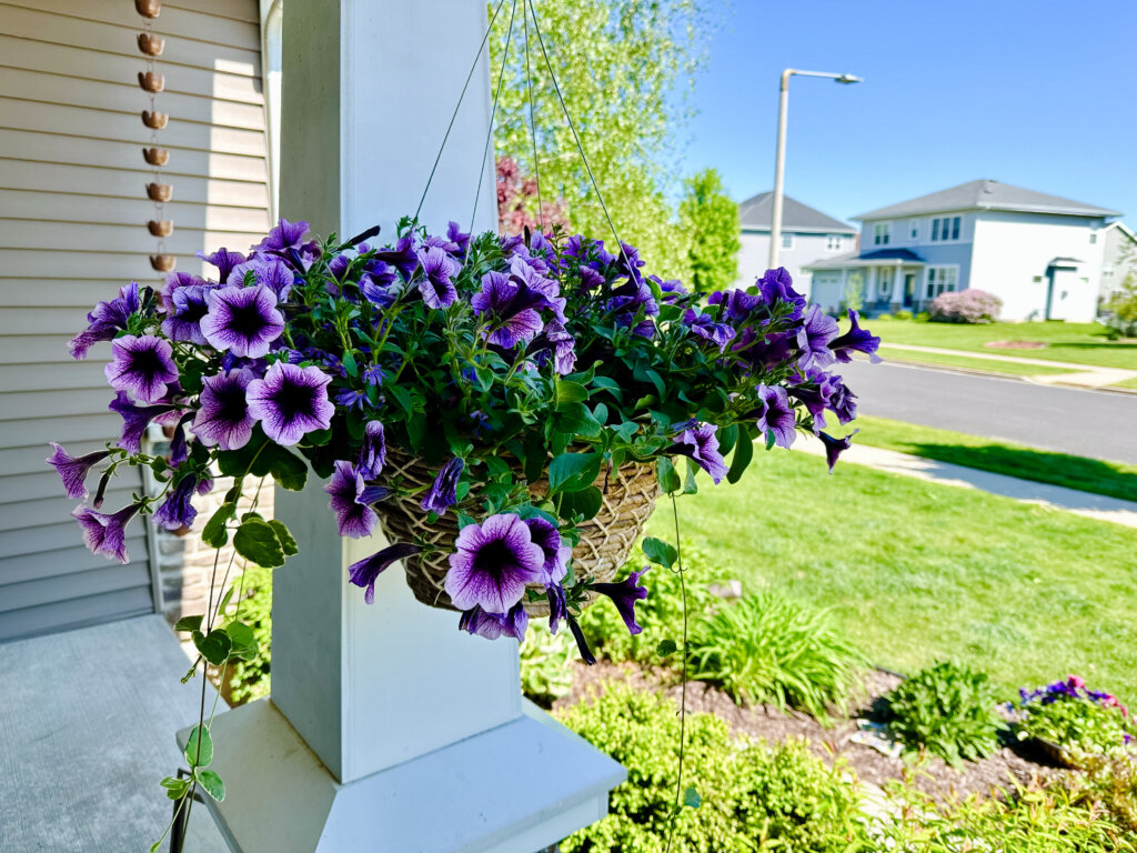 Petunia Hanging Basket