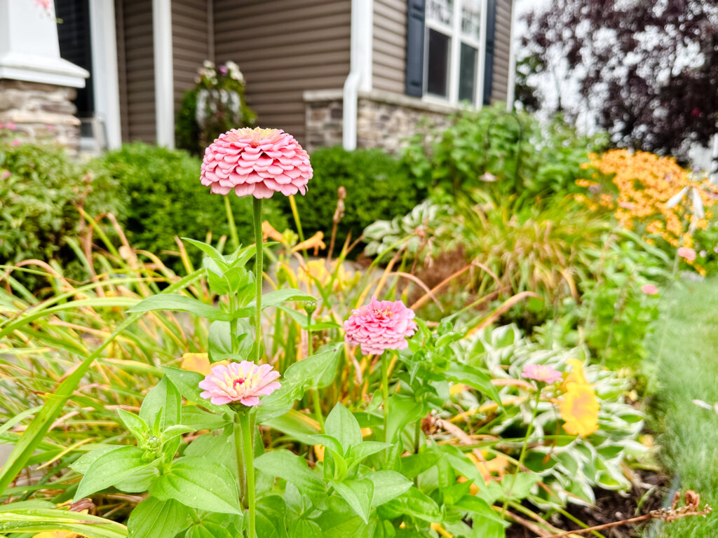 Zinnias